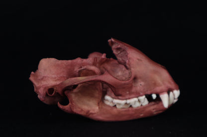 Naturally Stained Damaged Raccoon Skull