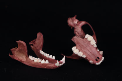 Naturally Stained Damaged Raccoon Skull