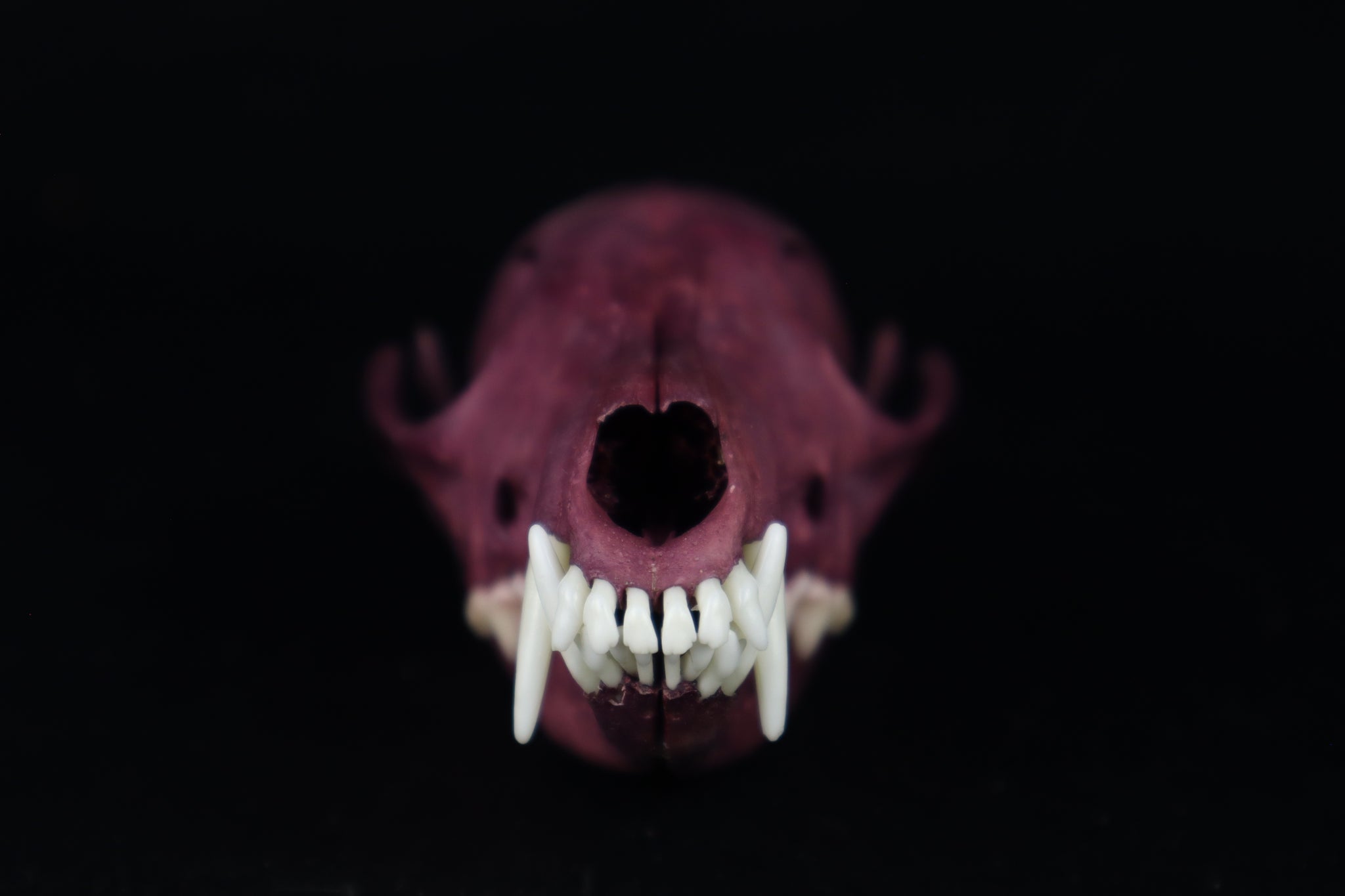 Naturally Stained Red Fox Skull