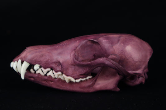 Naturally Stained Red Fox Skull
