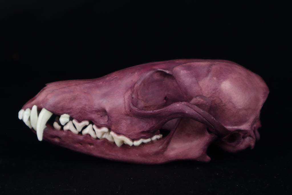 Naturally Stained Red Fox Skull