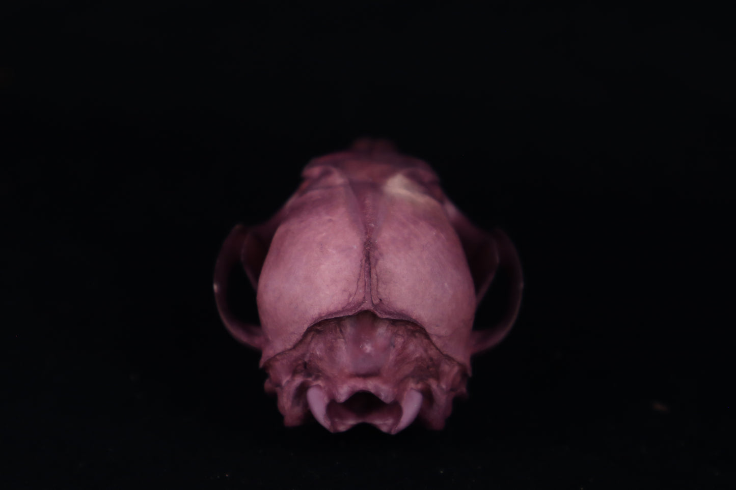 Naturally Stained Red Fox Skull