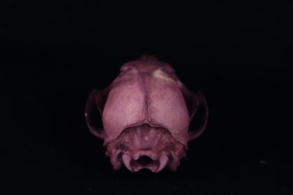 Naturally Stained Red Fox Skull