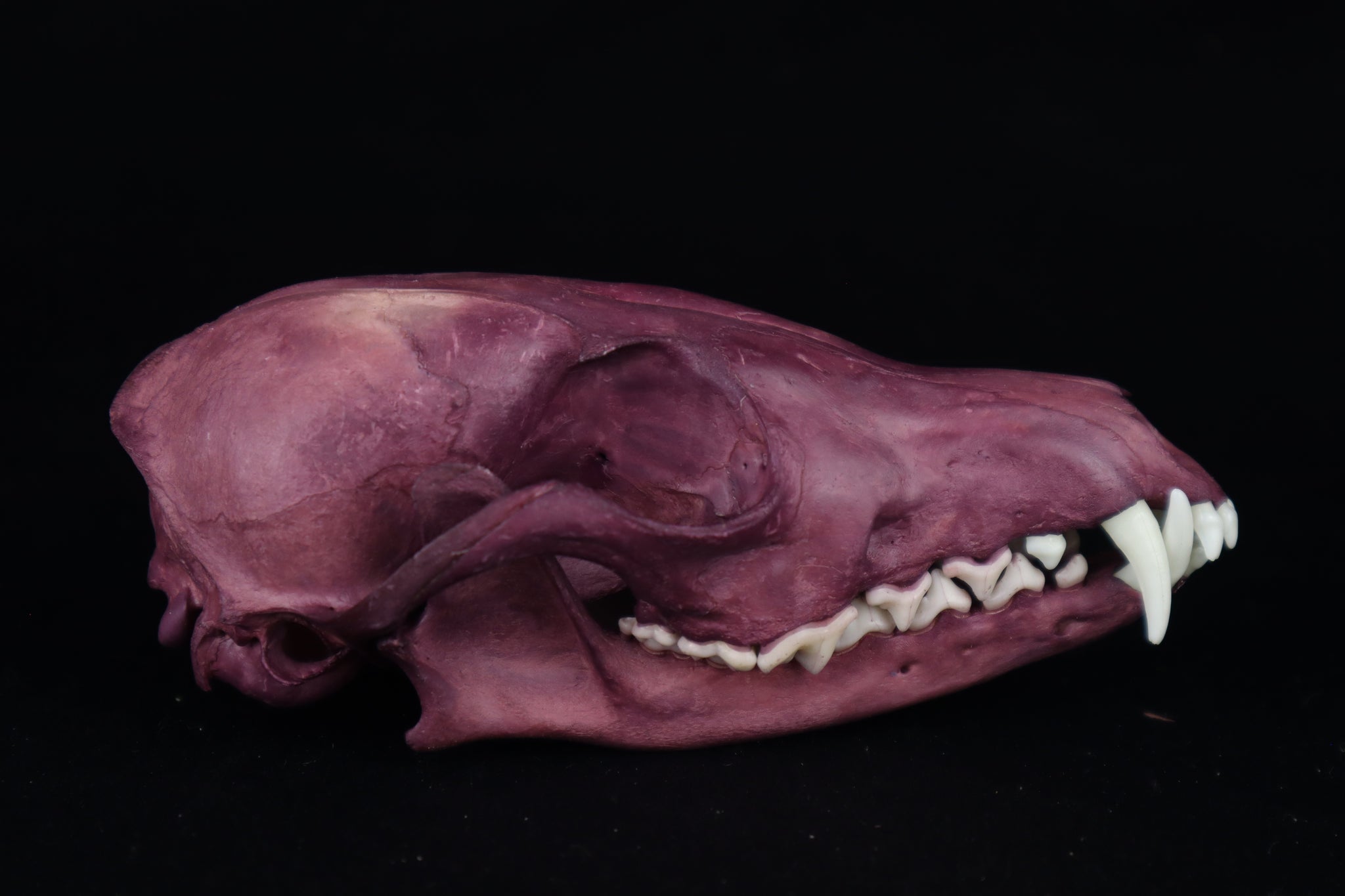 Naturally Stained Red Fox Skull