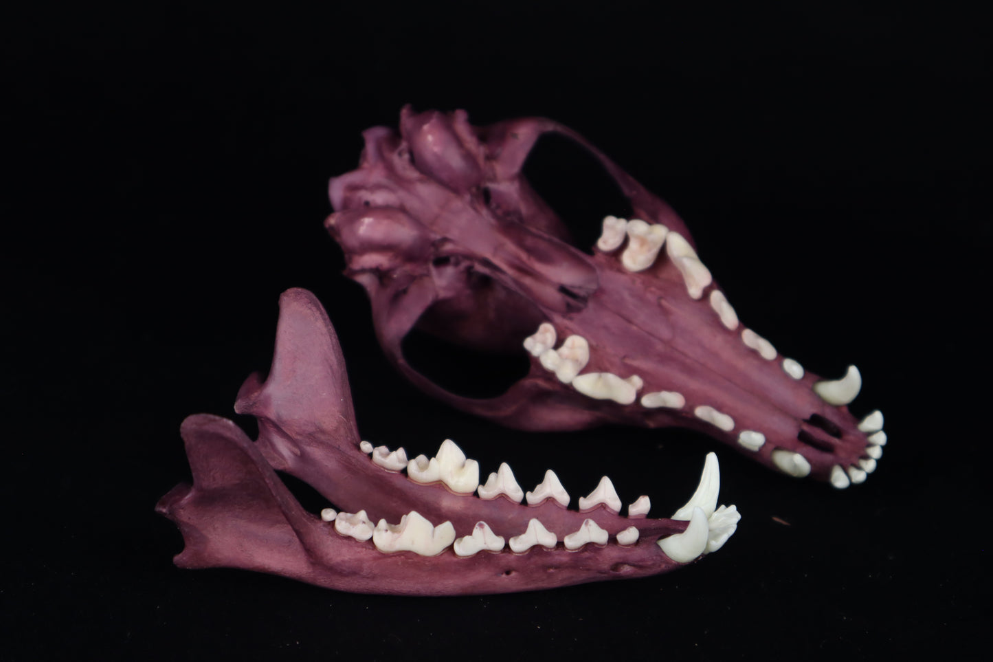 Naturally Stained Red Fox Skull