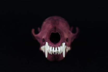 Naturally Stained Red Fox Skull