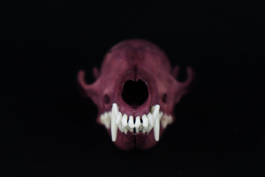 Naturally Stained Red Fox Skull