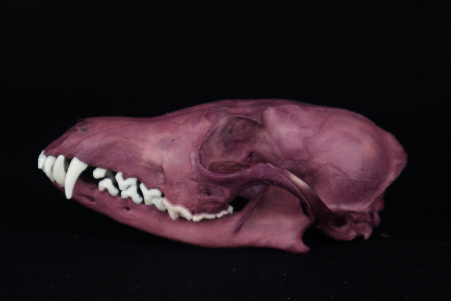 Naturally Stained Red Fox Skull