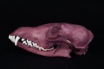 Naturally Stained Red Fox Skull