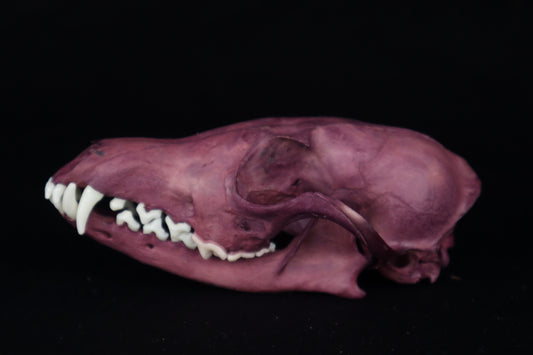 Naturally Stained Red Fox Skull