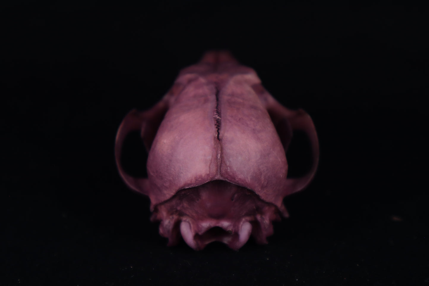 Naturally Stained Red Fox Skull
