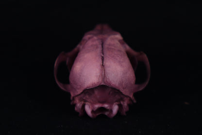 Naturally Stained Red Fox Skull
