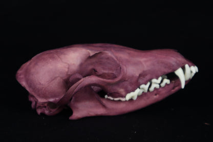 Naturally Stained Red Fox Skull