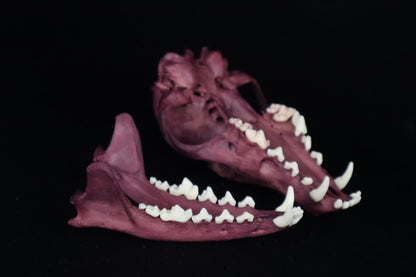 Naturally Stained Red Fox Skull