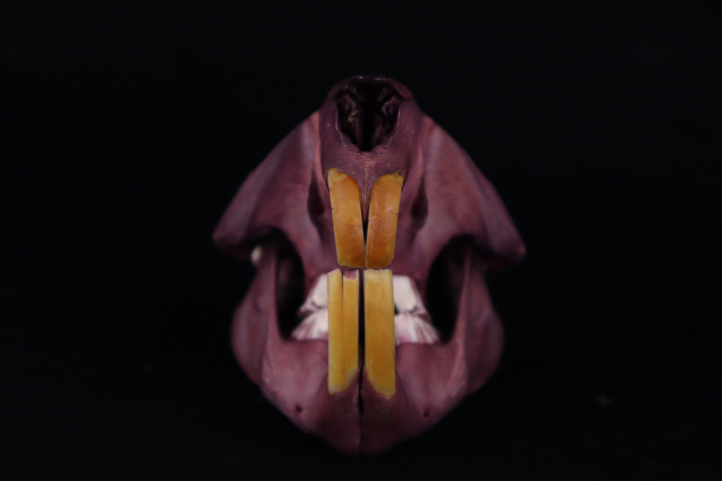 Naturally Stained Beaver Skull