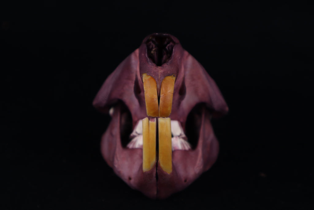 Naturally Stained Beaver Skull