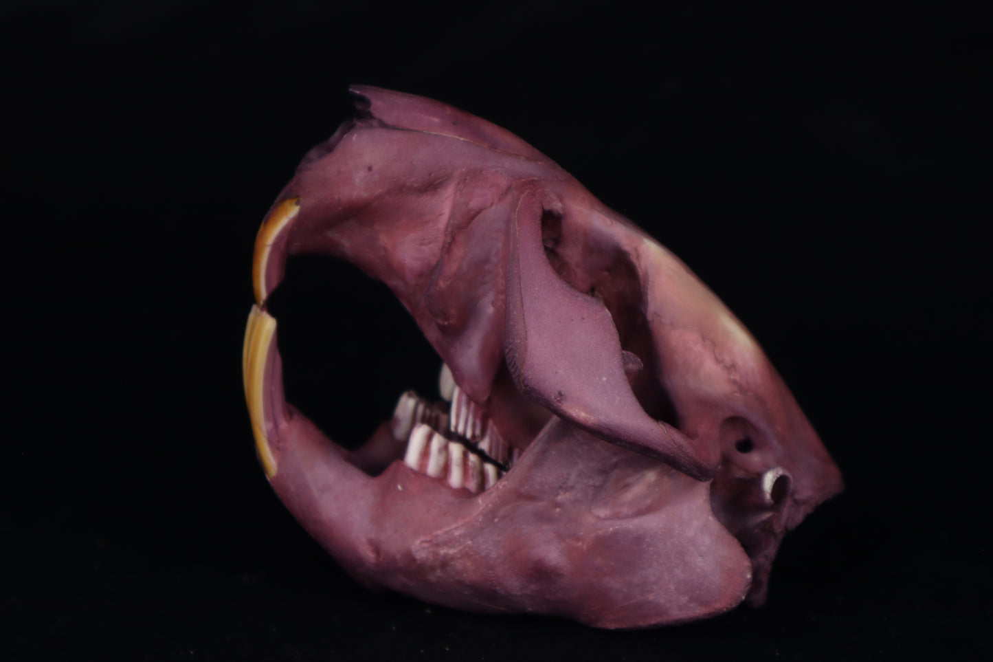 Naturally Stained Beaver Skull