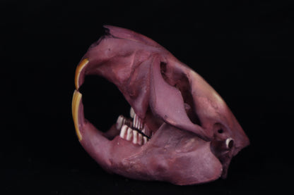 Naturally Stained Beaver Skull