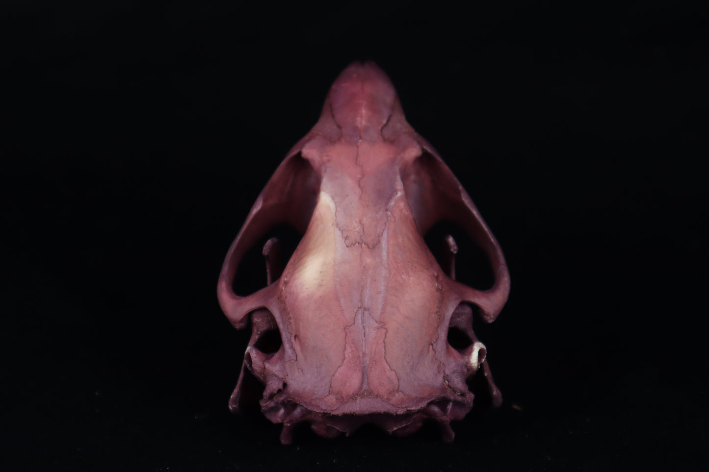 Naturally Stained Beaver Skull