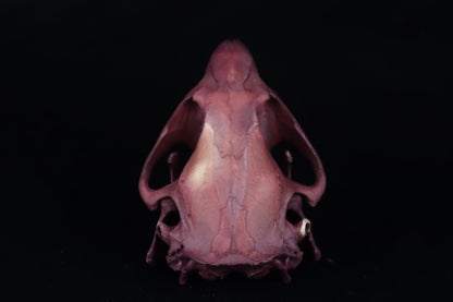 Naturally Stained Beaver Skull