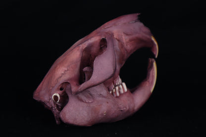 Naturally Stained Beaver Skull