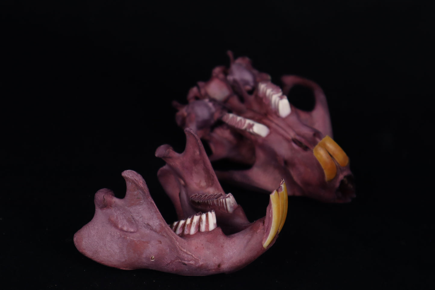 Naturally Stained Beaver Skull