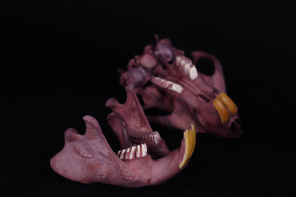 Naturally Stained Beaver Skull