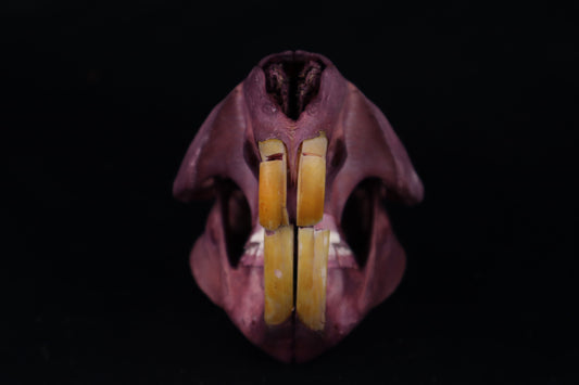 Naturally Stained Beaver Skull