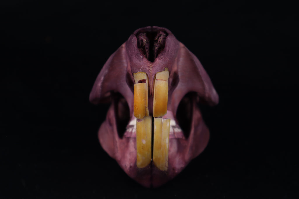 Naturally Stained Beaver Skull