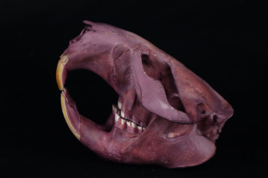 Naturally Stained Beaver Skull