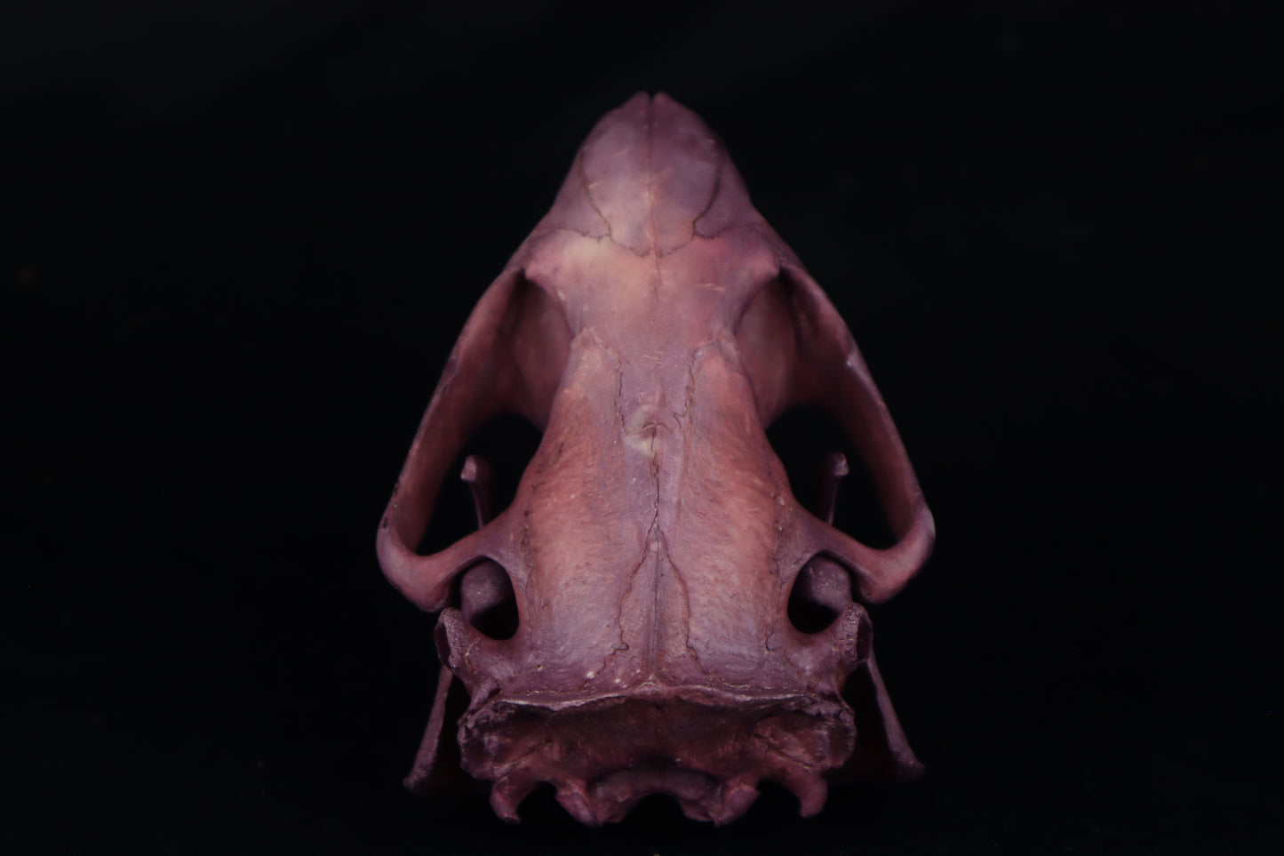 Naturally Stained Beaver Skull