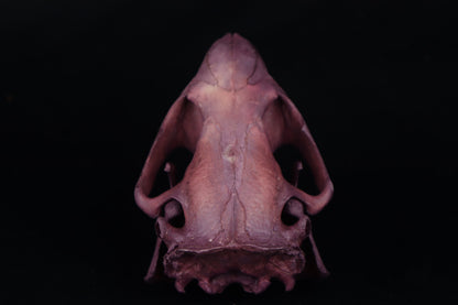Naturally Stained Beaver Skull