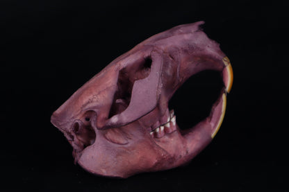 Naturally Stained Beaver Skull