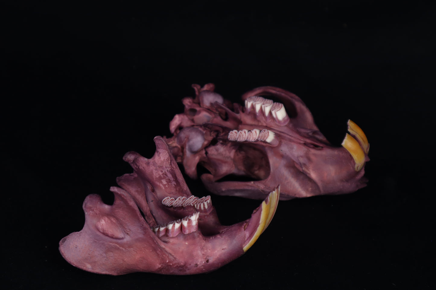 Naturally Stained Beaver Skull