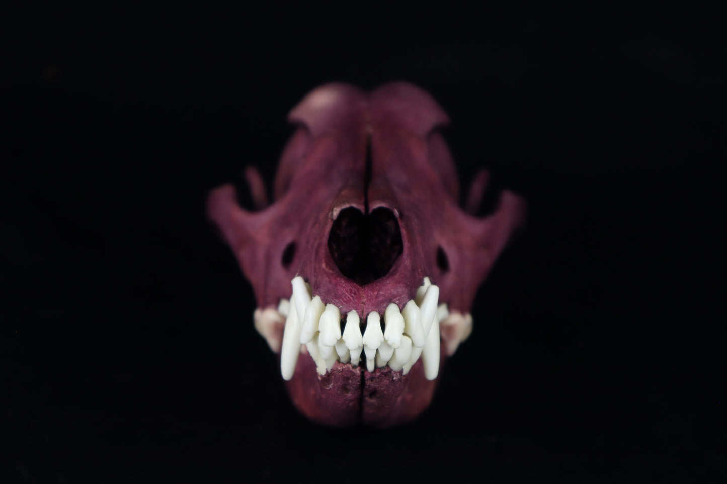 Naturally Stained Coyote Skull