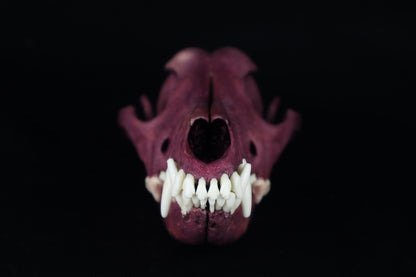 Naturally Stained Coyote Skull