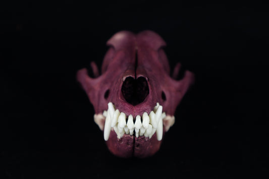 Naturally Stained Coyote Skull