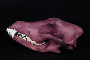 Naturally Stained Coyote Skull