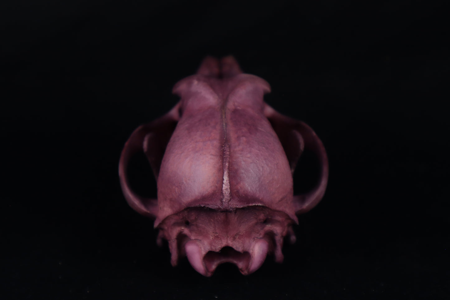 Naturally Stained Coyote Skull