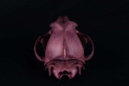 Naturally Stained Coyote Skull