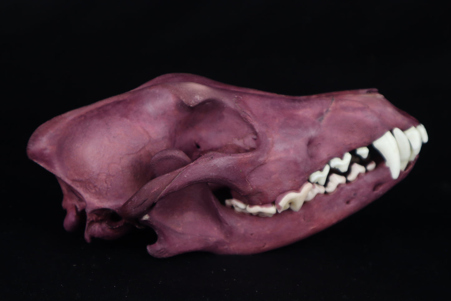 Naturally Stained Coyote Skull