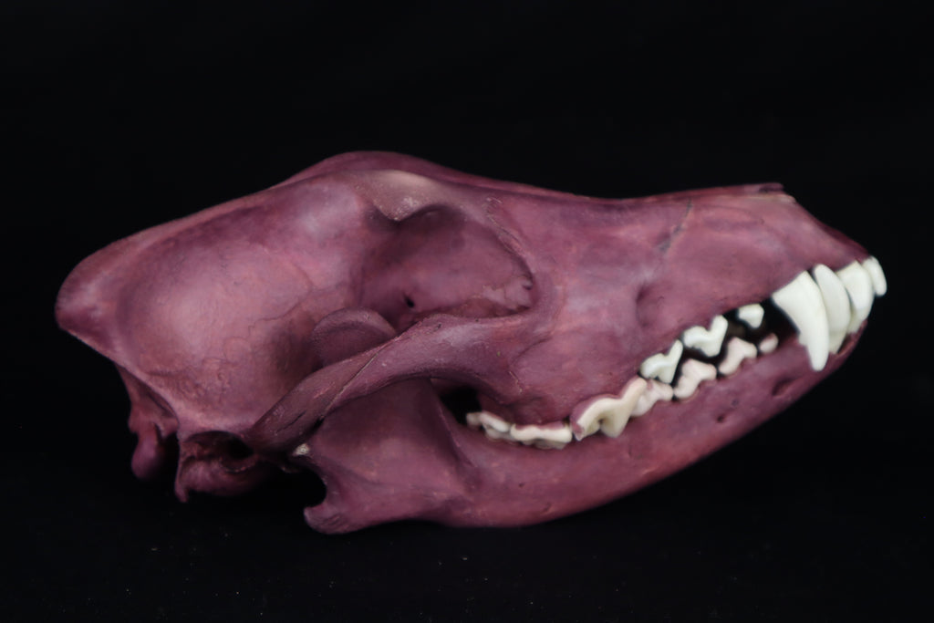 Naturally Stained Coyote Skull