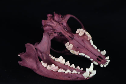 Naturally Stained Coyote Skull