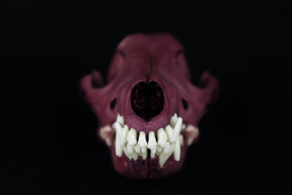 Naturally Stained Coyote Skull