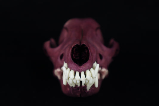 Naturally Stained Coyote Skull