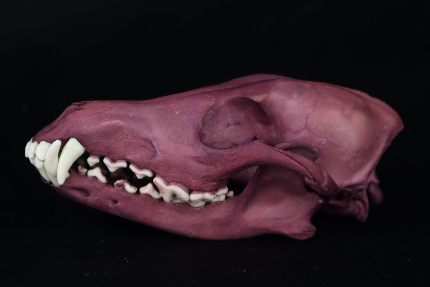 Naturally Stained Coyote Skull