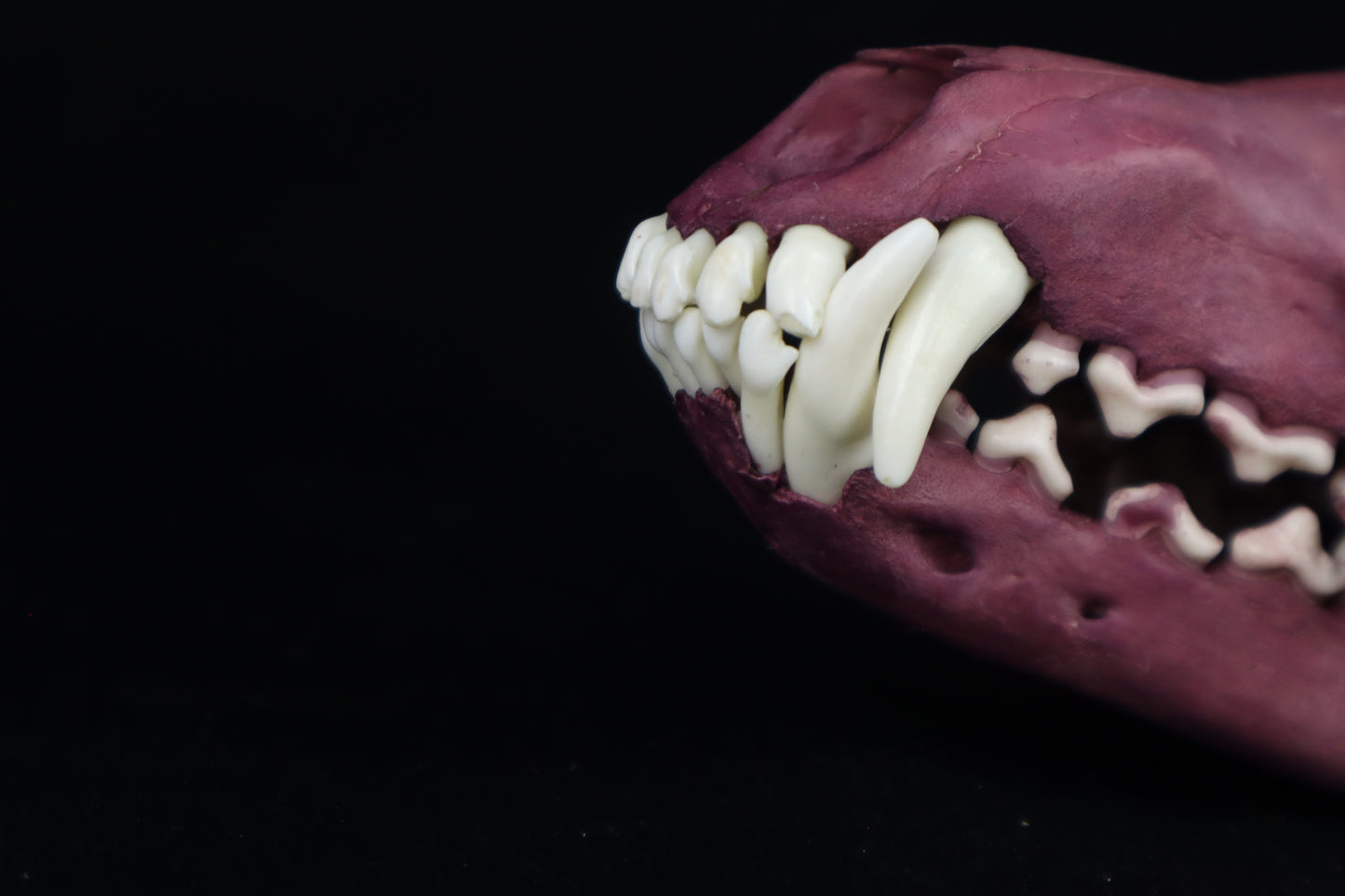 Naturally Stained Coyote Skull