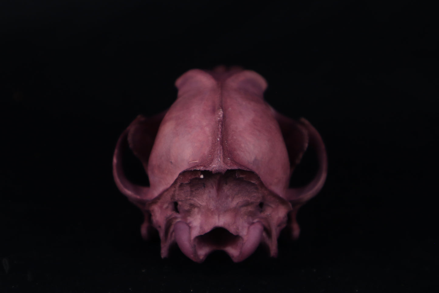Naturally Stained Coyote Skull