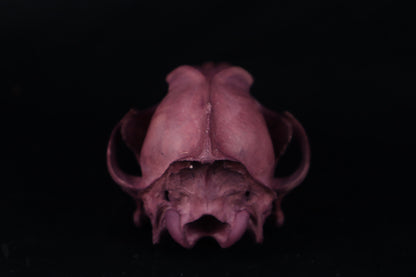 Naturally Stained Coyote Skull
