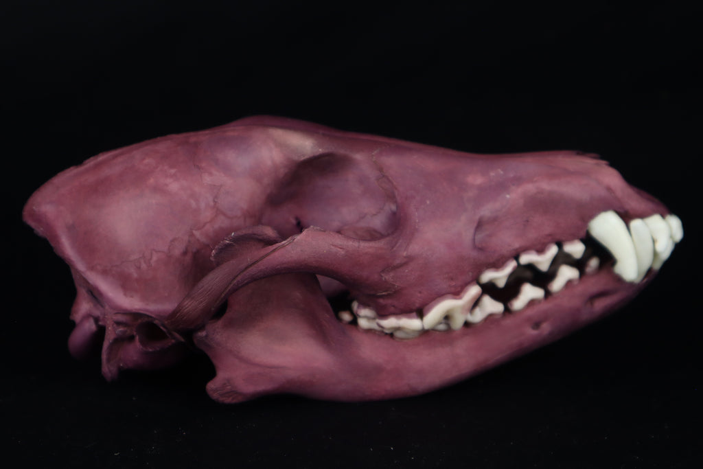 Naturally Stained Coyote Skull